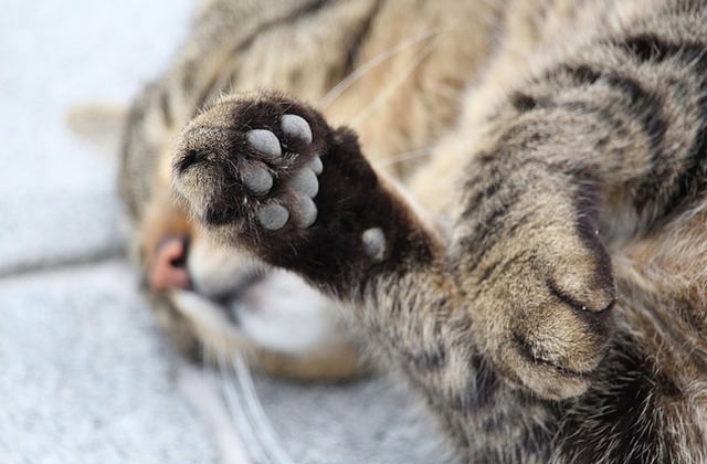 転がるキジトラ